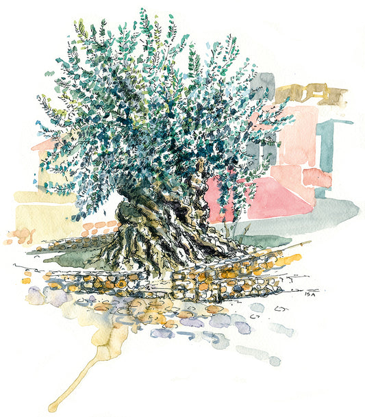 Originalzeichnung "Olivenbaum Ano Vouves Kreta"