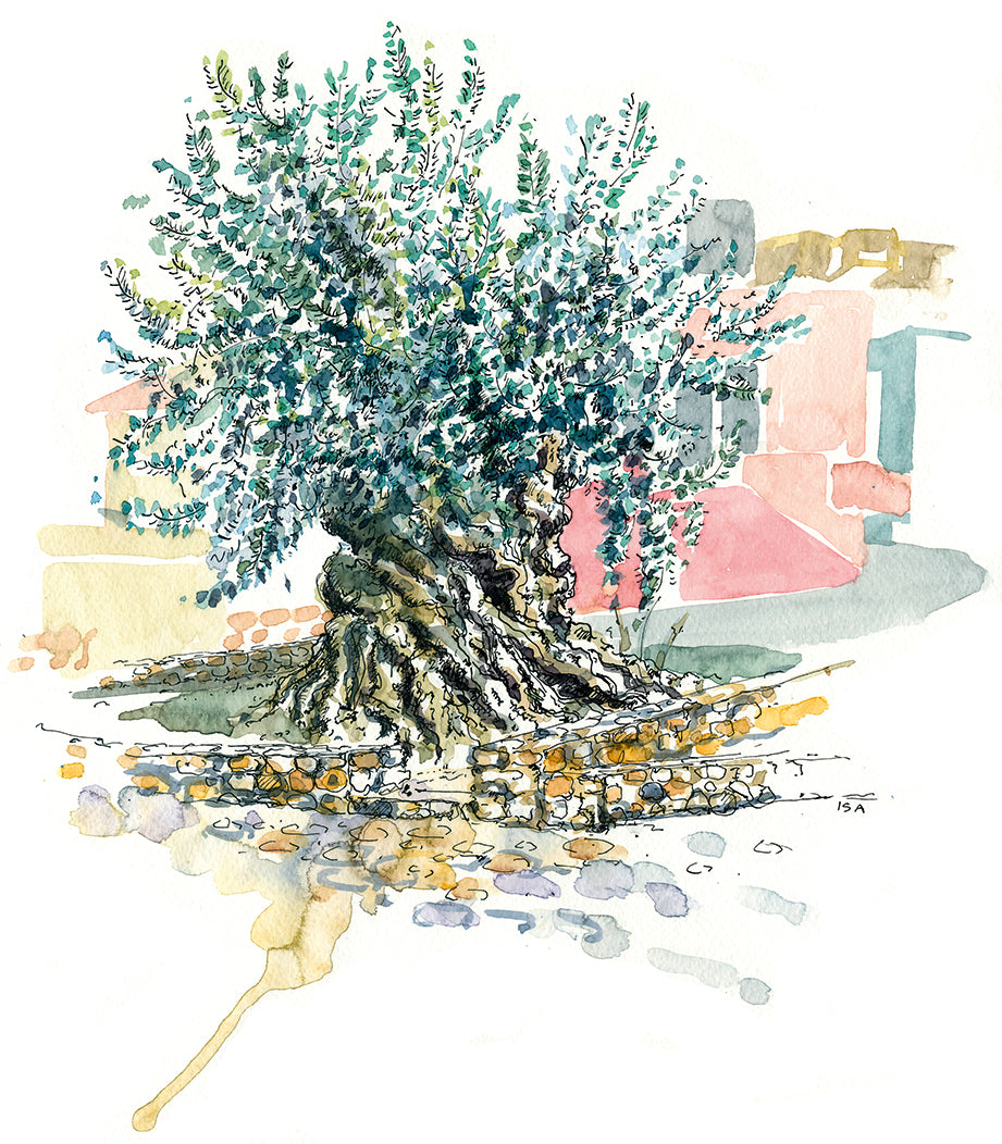 Originalzeichnung "Olivenbaum Ano Vouves Kreta"